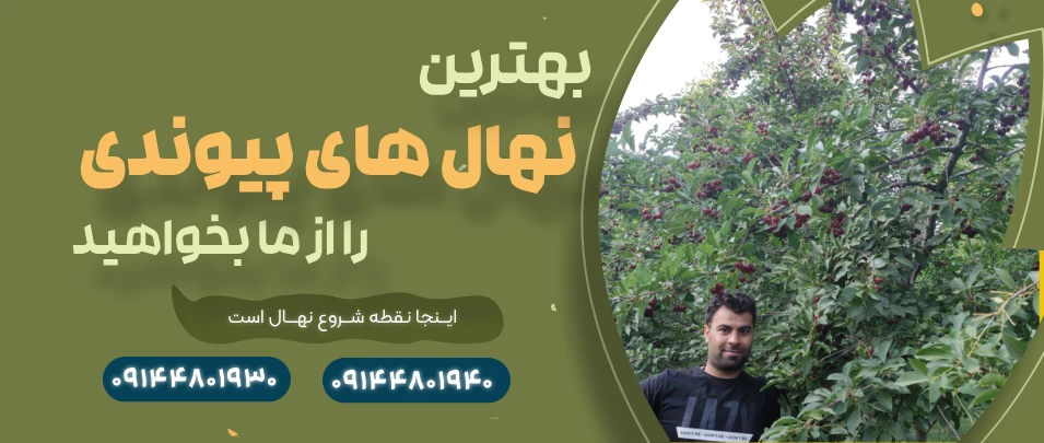 Buy Premium Saplings Online