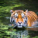 Plan Your Adventure: Safari Booking at Bandhavgarh National Park