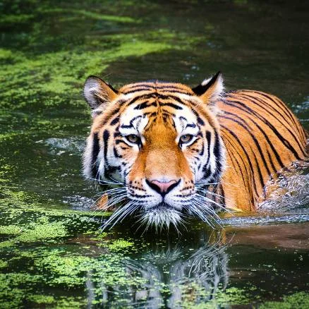 Plan Your Adventure: Safari Booking at Bandhavgarh National Park